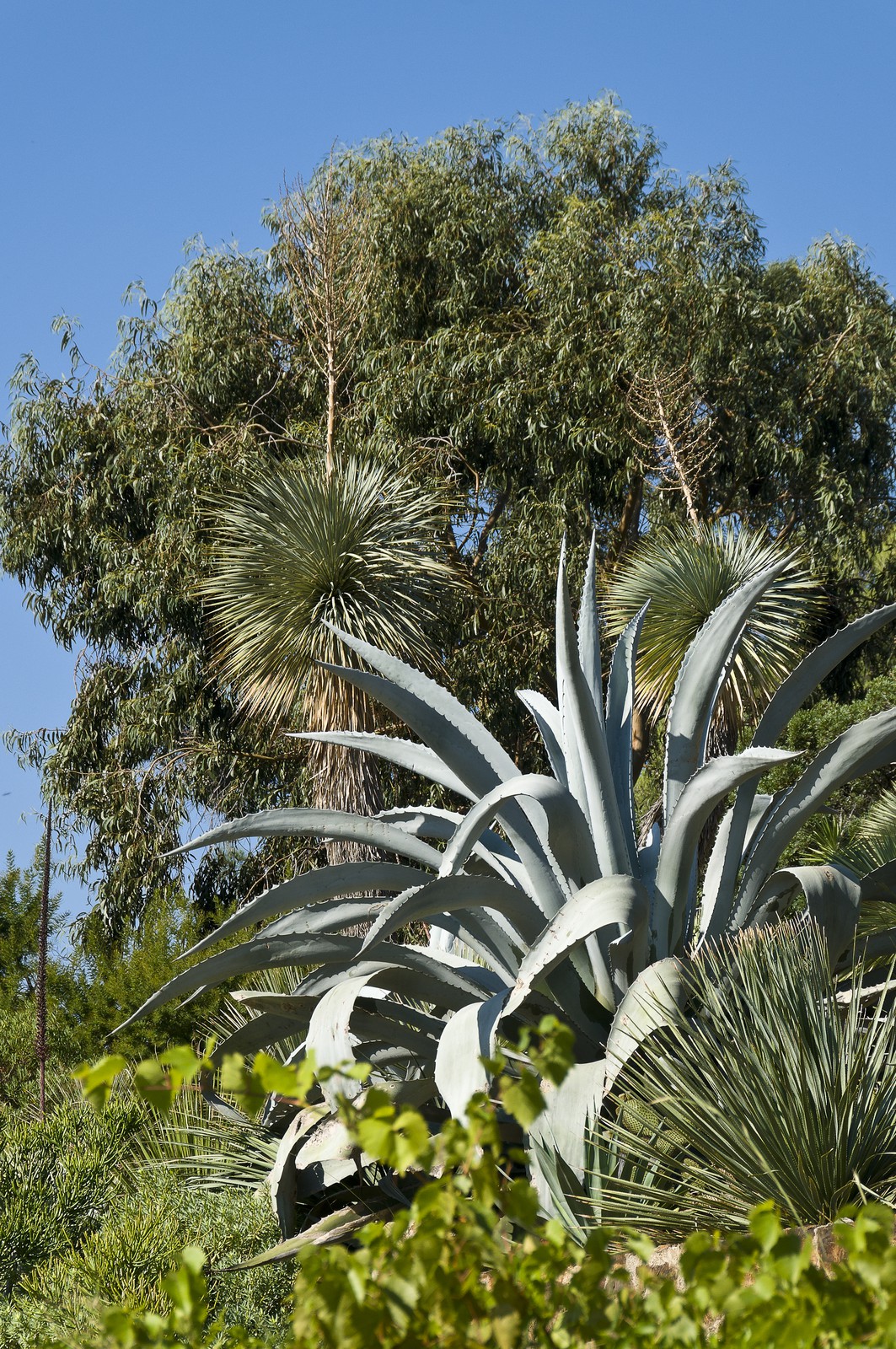 Agave Agave