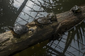 Tortues