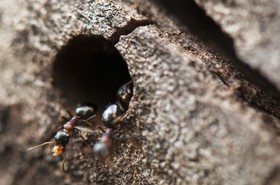 Fourmis