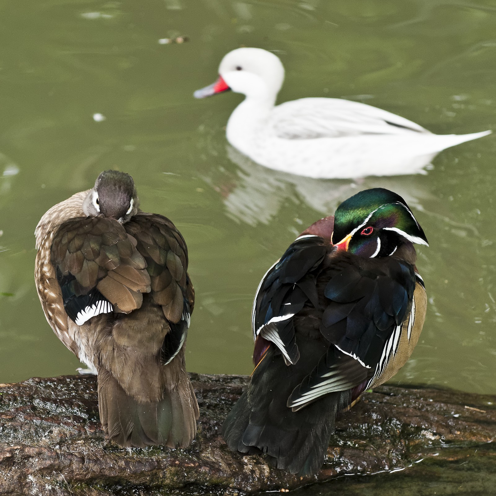 Canards