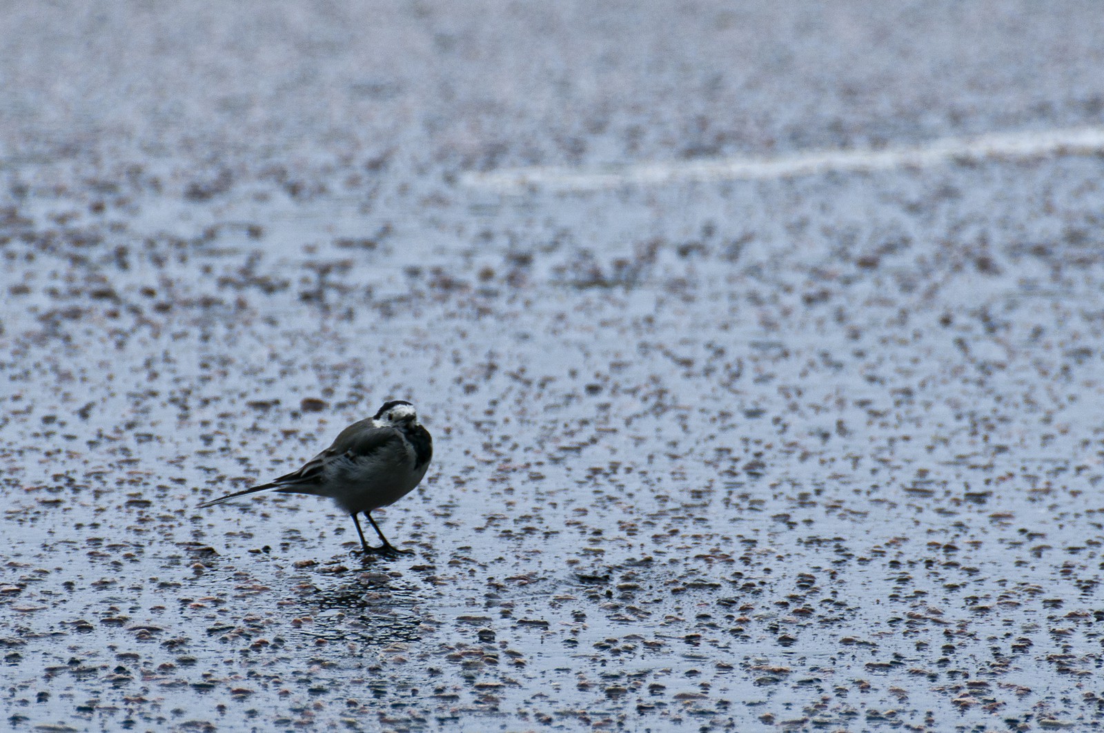 Oiseau mouillé