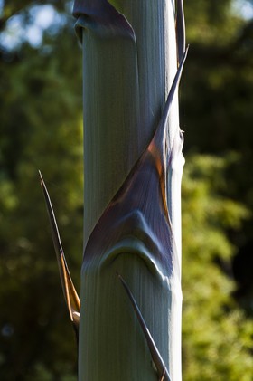 Agave