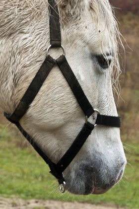 Cheval