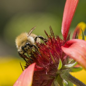 Abeille butinant