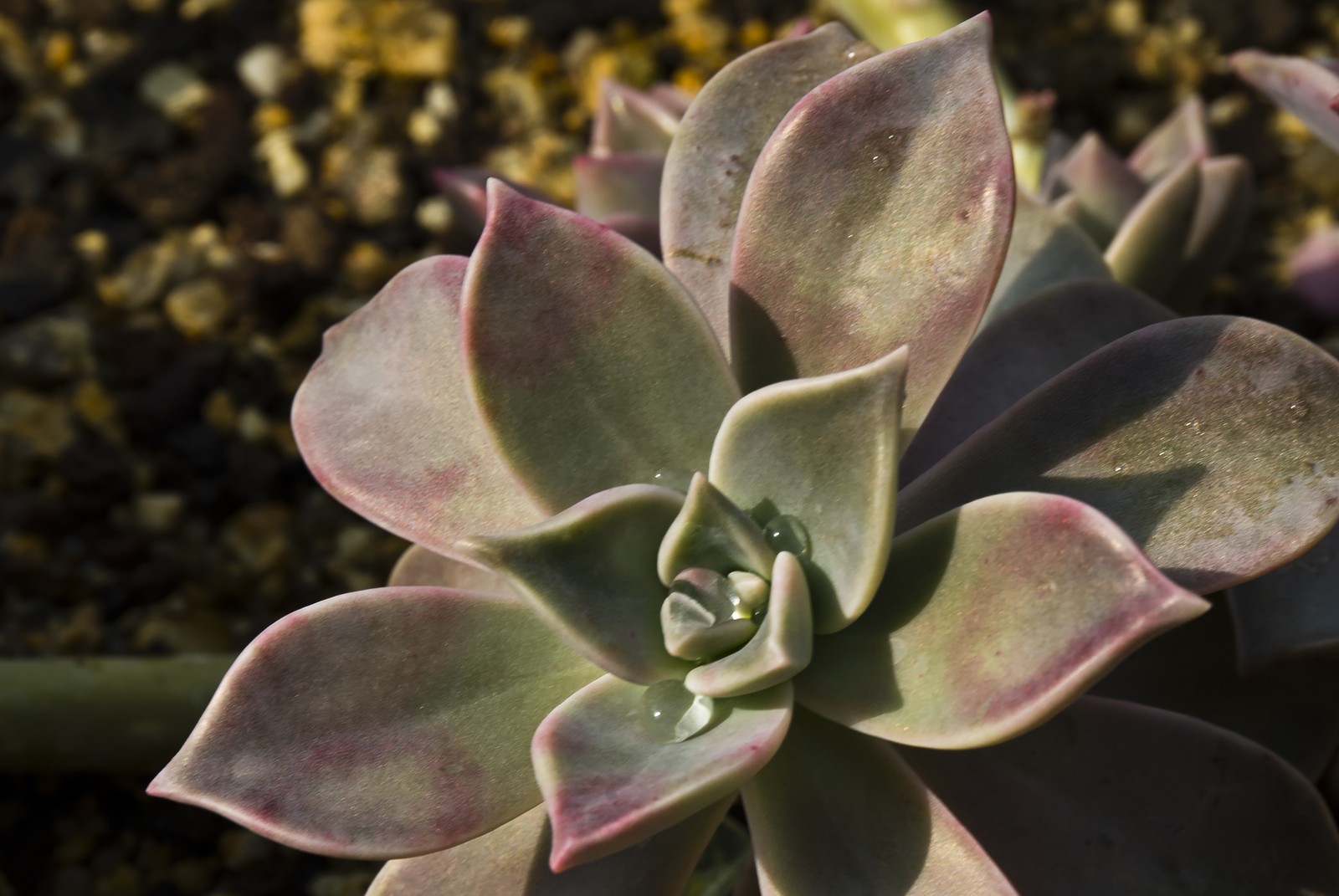 Graptopetalum Graptopetalum