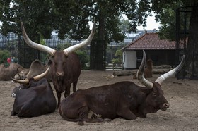 Bœufs watussi
