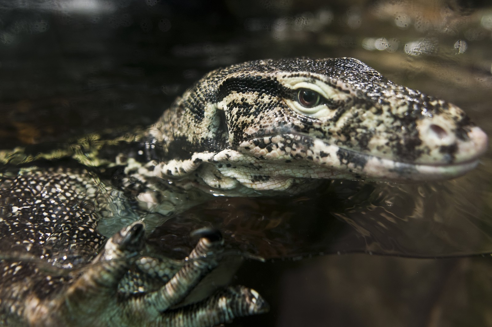 Varan