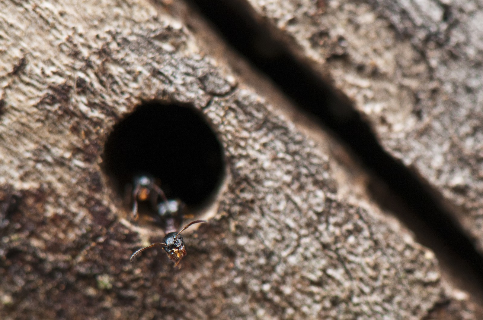 Fourmis