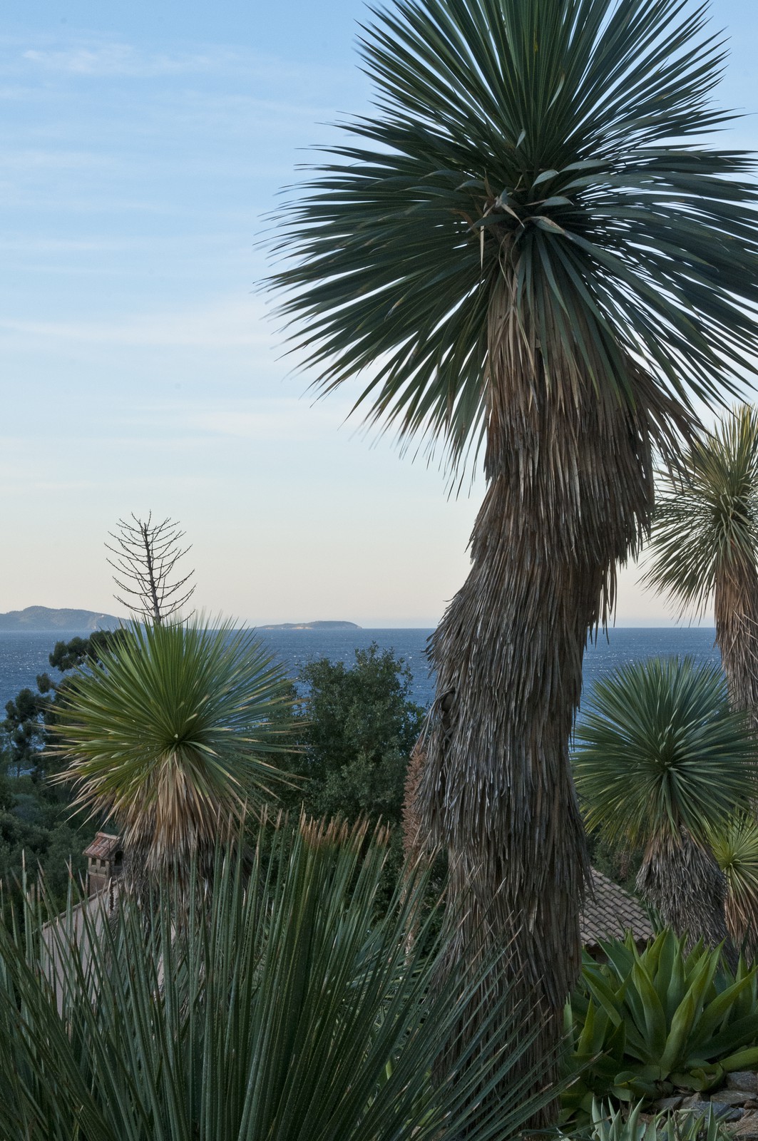 Yucca rostrata Yucca rostrata