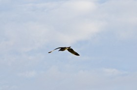 Mouette