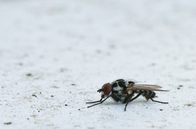 Mouche