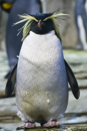 Gorfou doré
