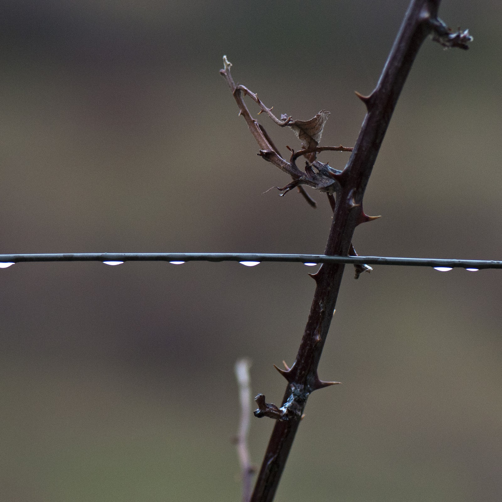 Branche de rosier Branche de rosier