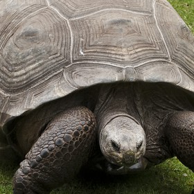 Tortue