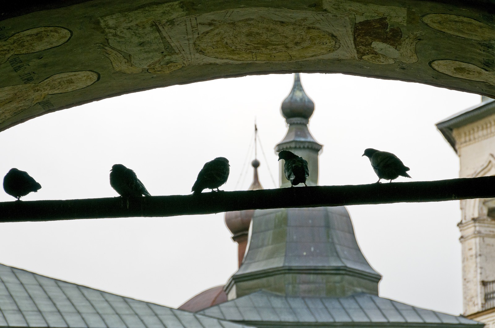 Pigeons