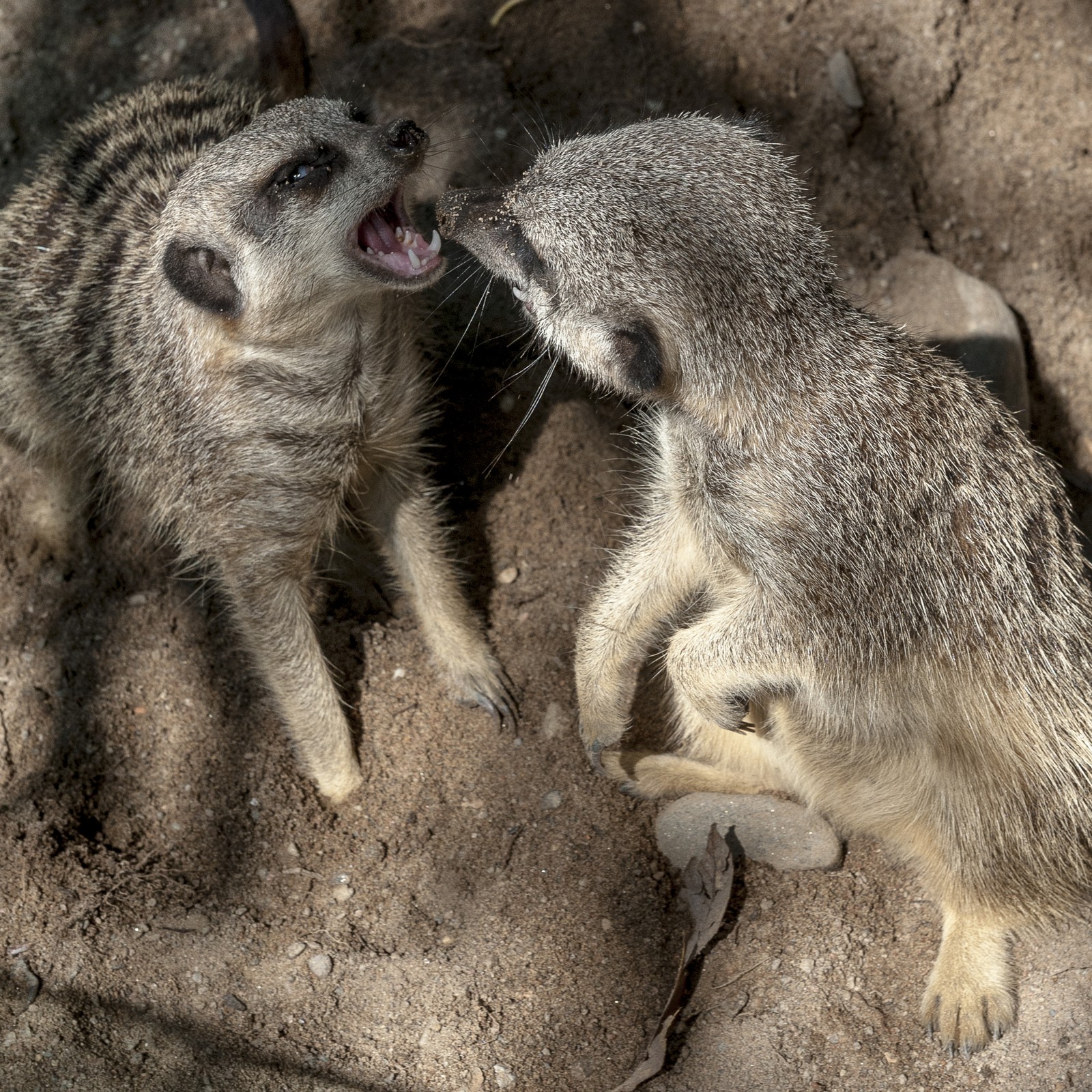 Suricates