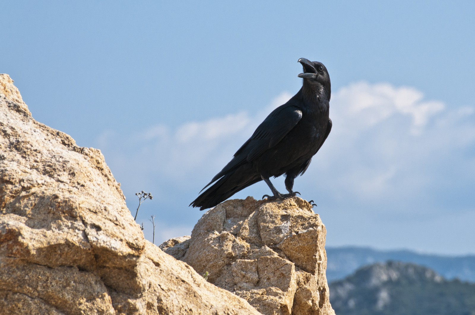 Corbeau