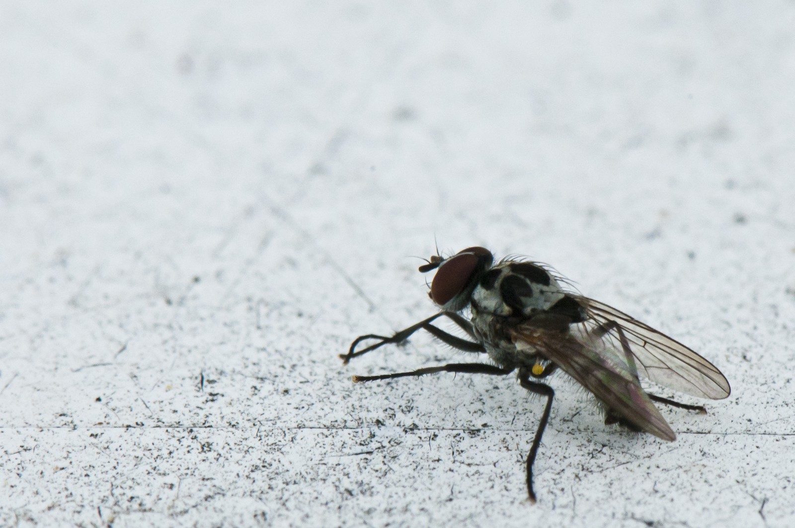 Mouche