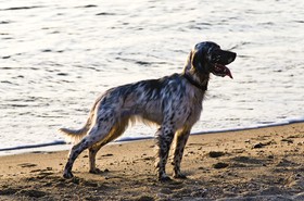 Setter anglais