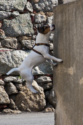 Chien