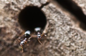 Fourmis