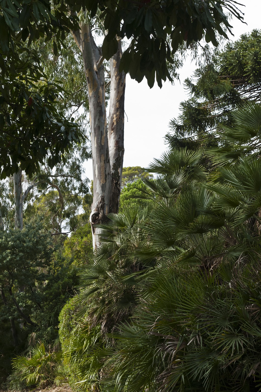 Eucalyptus Eucalyptus