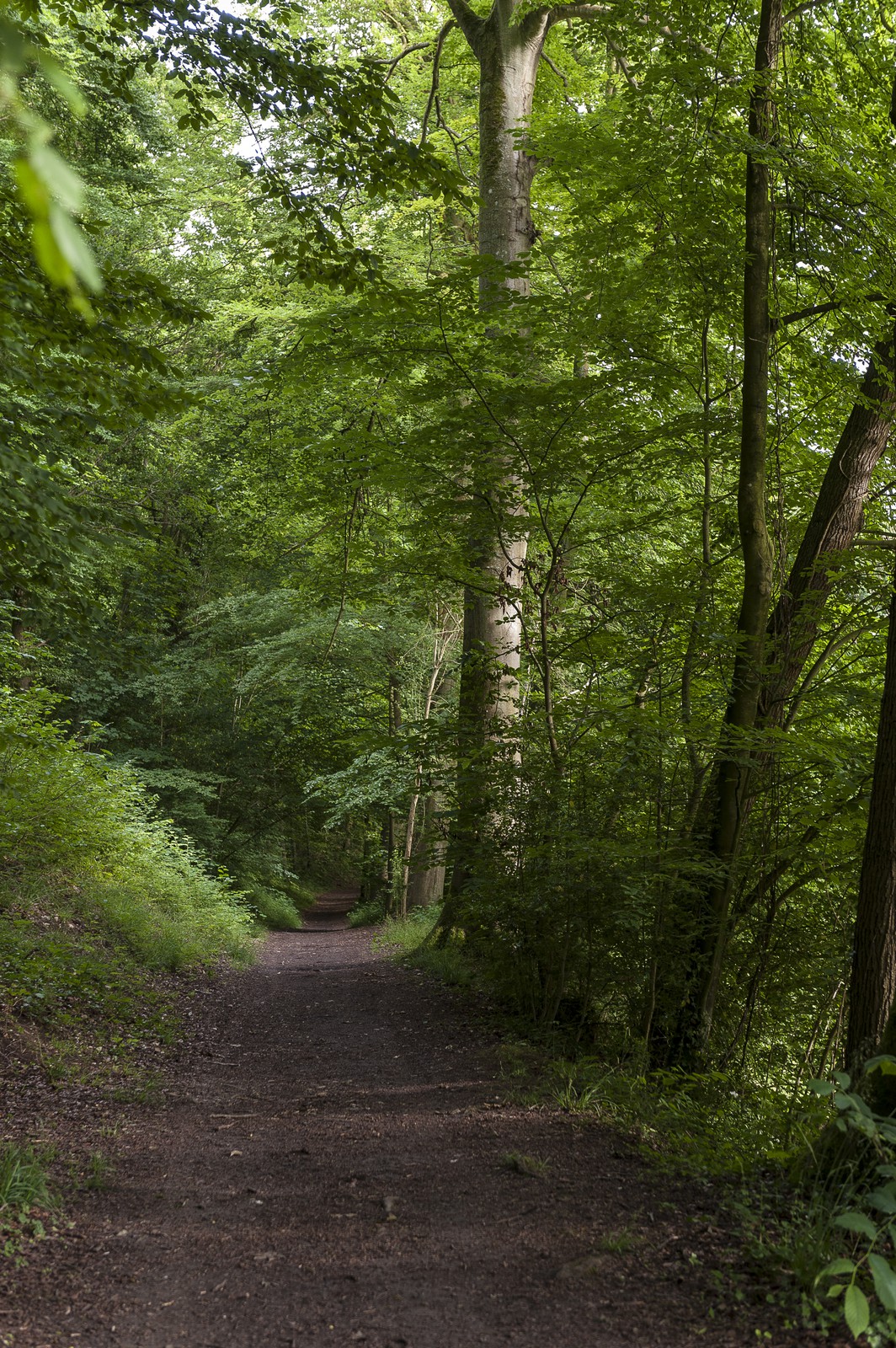 Sous-bois Sous-bois