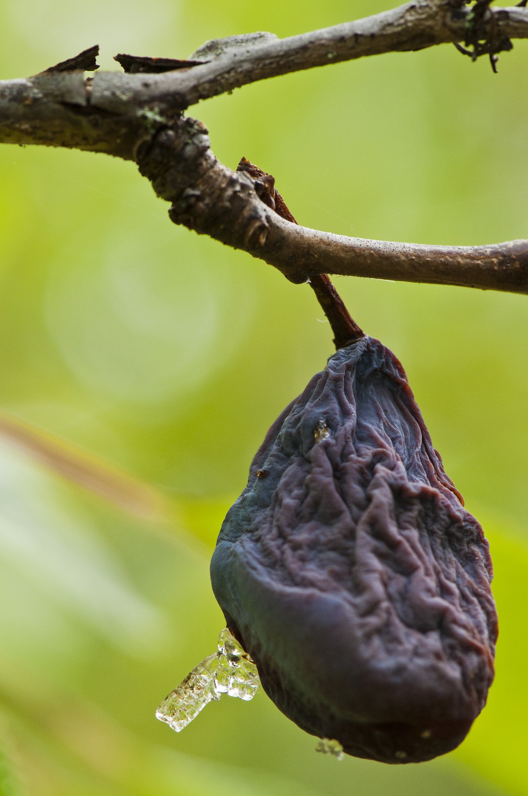 Prune sèchée Prune sèchée