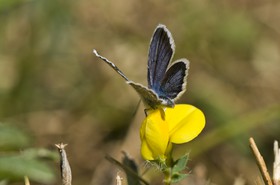 Papillon (Azuré)