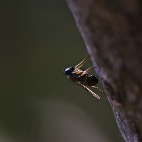 Mouche