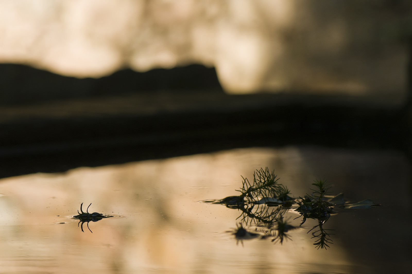 Plante dans un bassin Plante dans un bassin