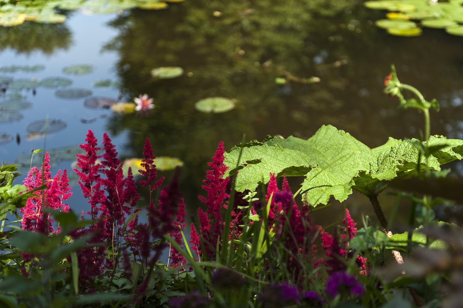 Fleurs Fleurs