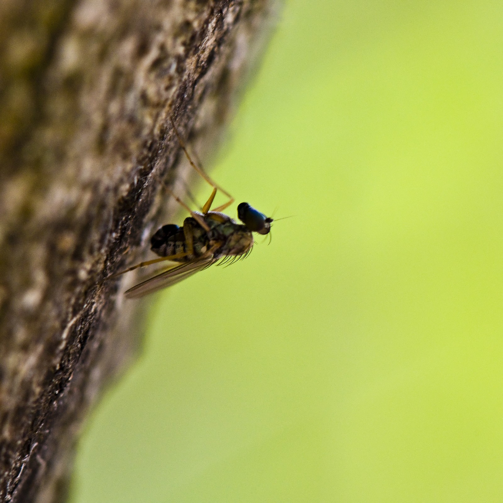 Mouche
