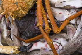 Araignée de mer