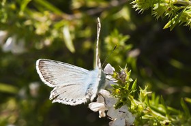 Papillon (Azuré)