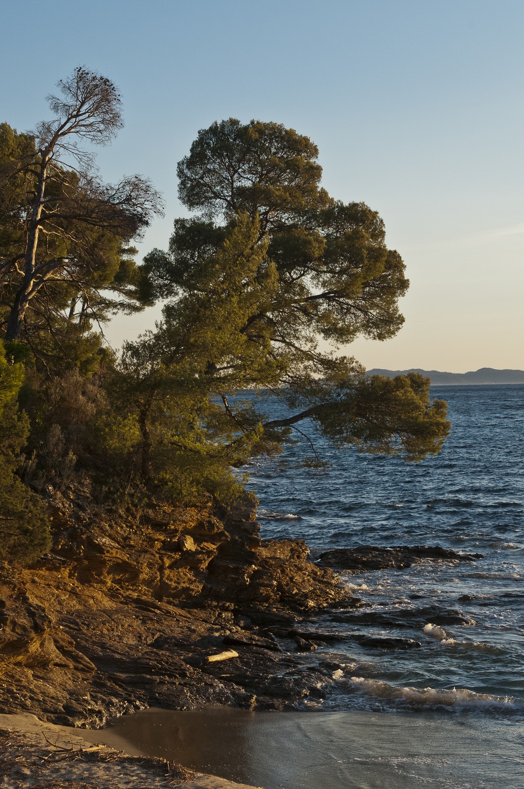 Pins sur le rivage Pins sur le rivage
