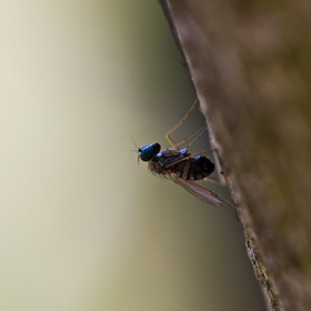 Mouche