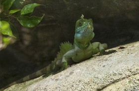 Basilic vert