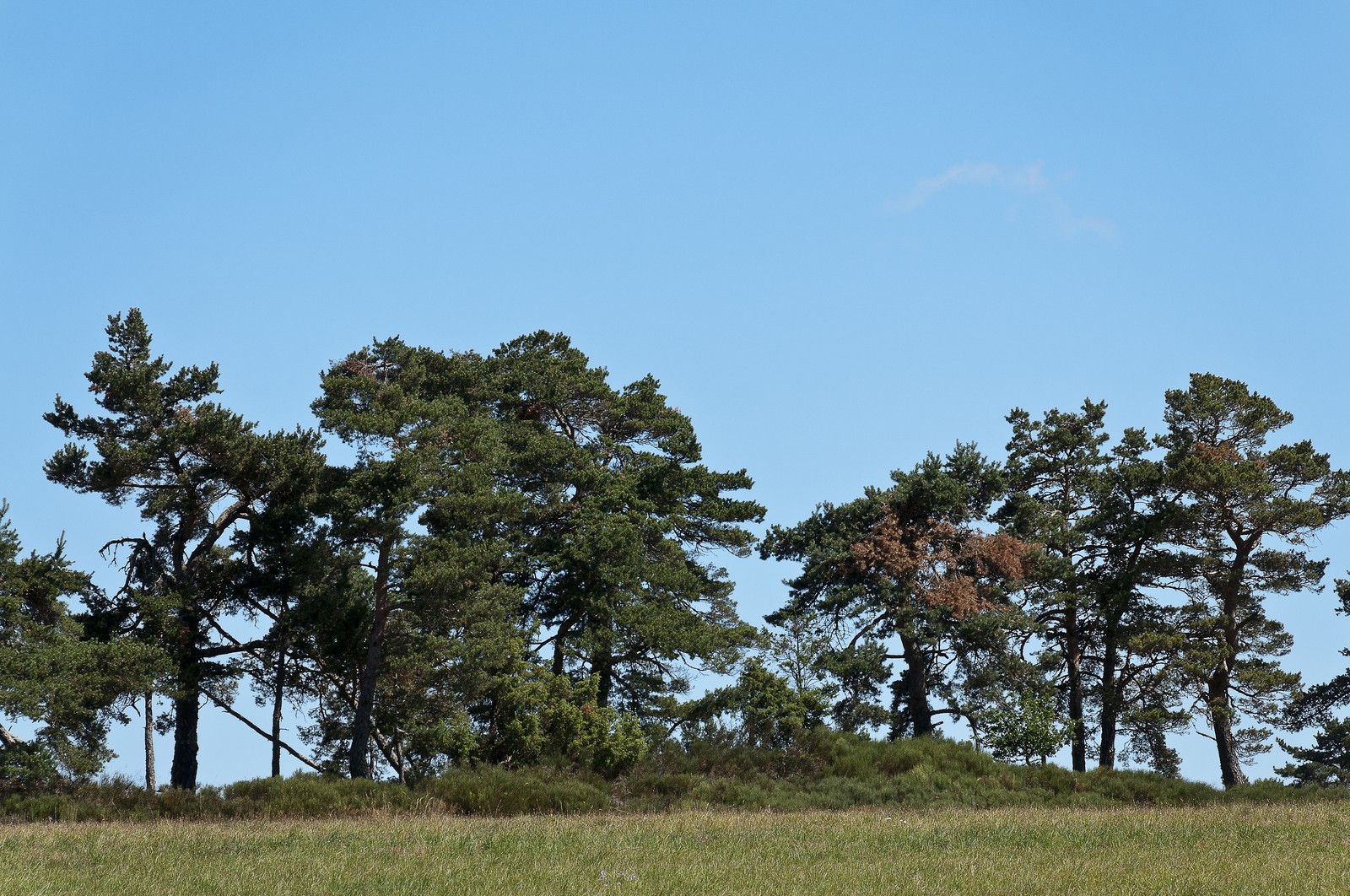 Pins sur ciel bleu