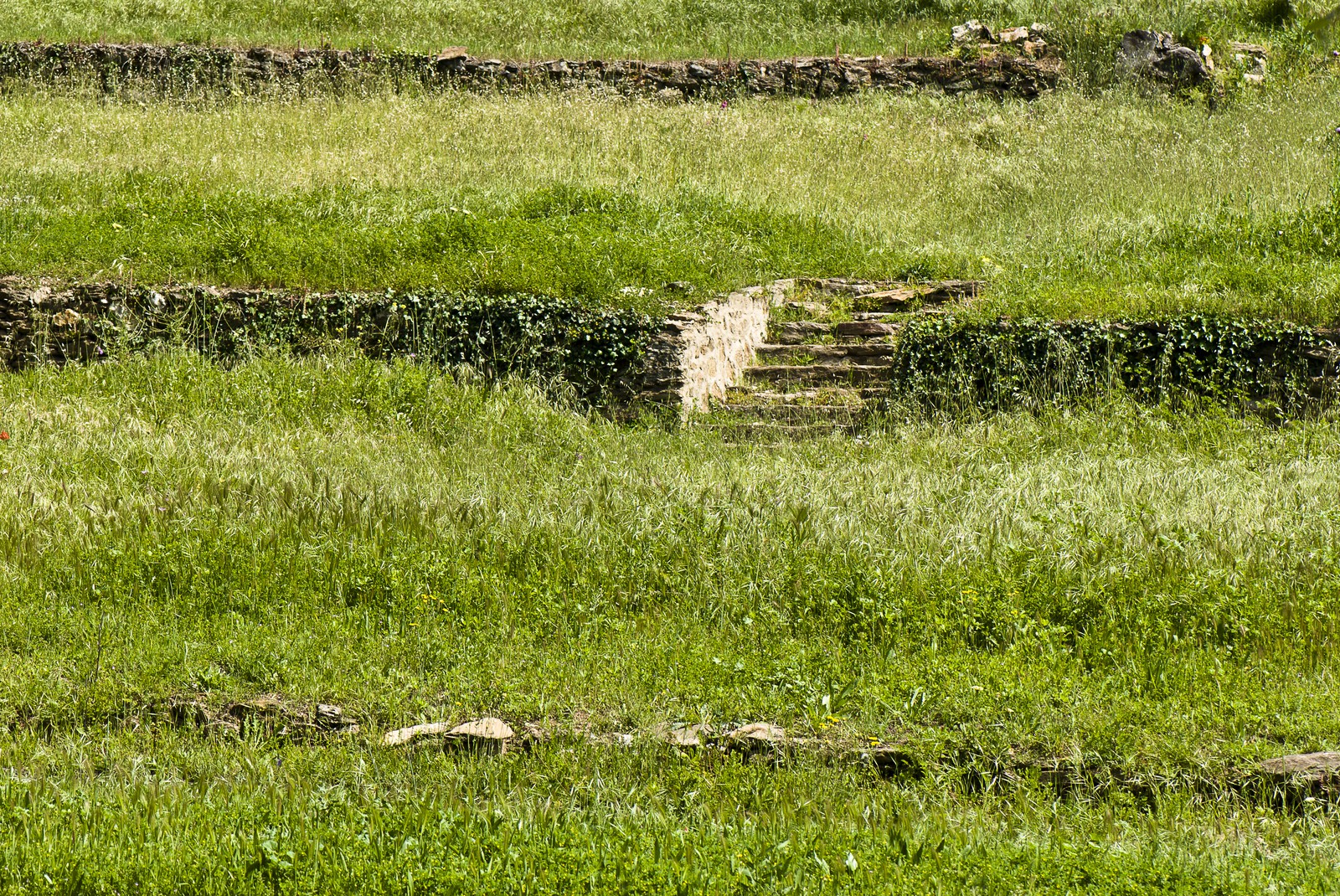 Prairie