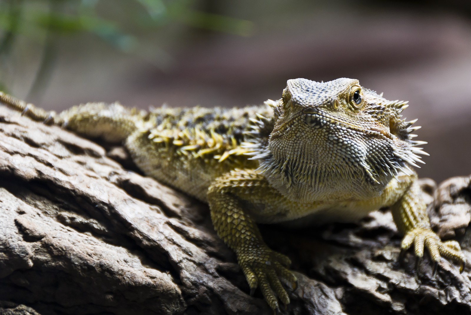 Iguane