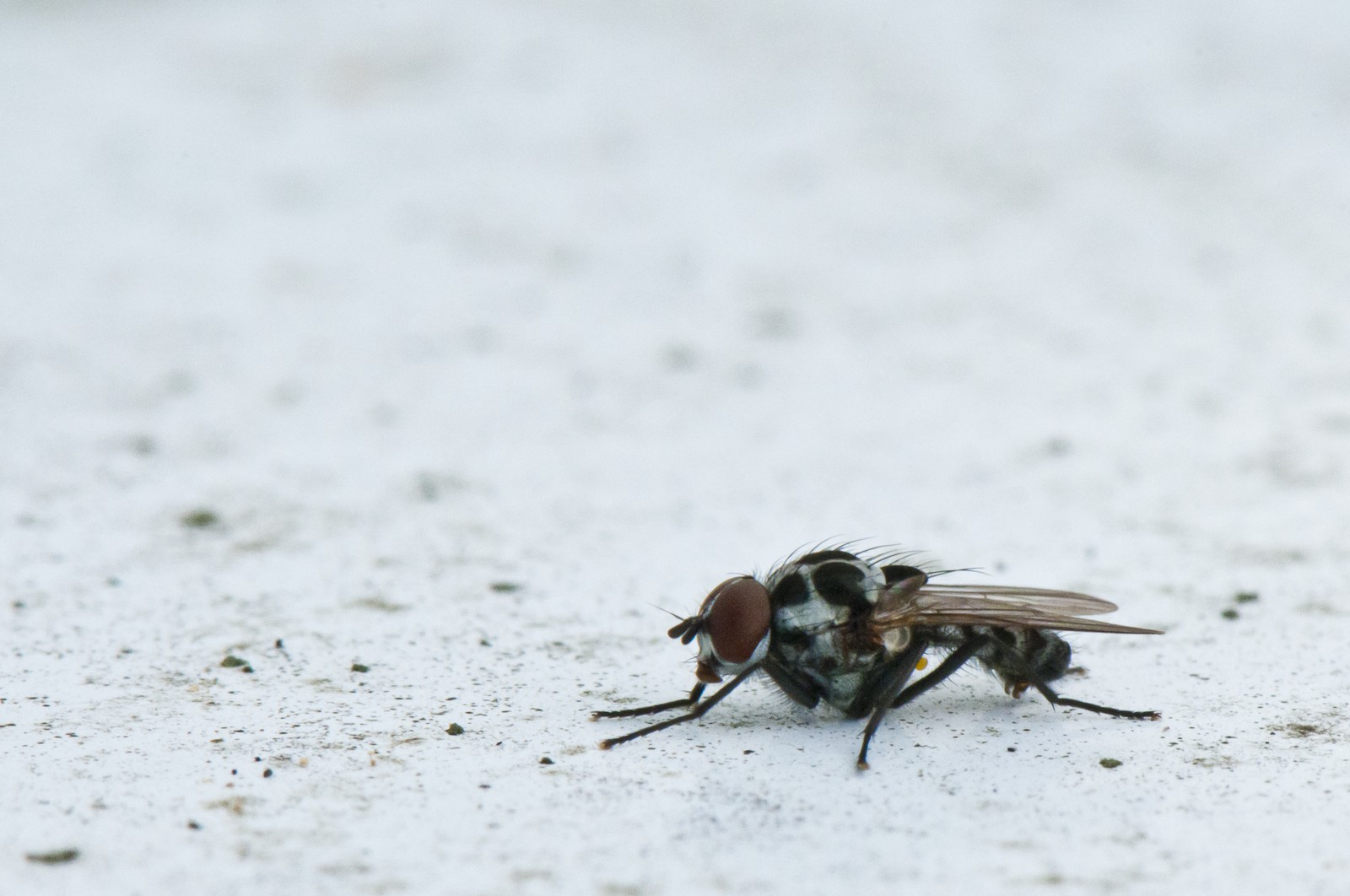 Mouche