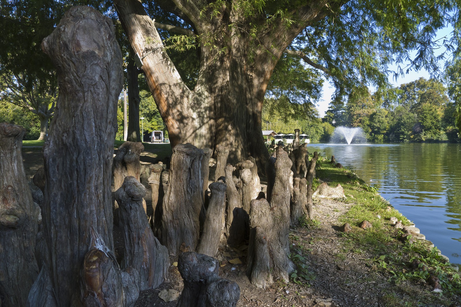 Cyprès de Louisiane Cyprès de Louisiane