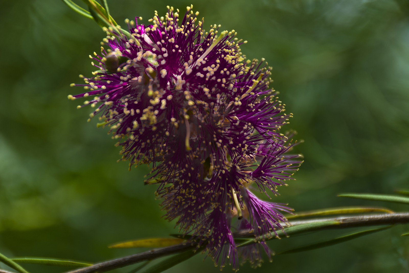 Callistemon Callistemon