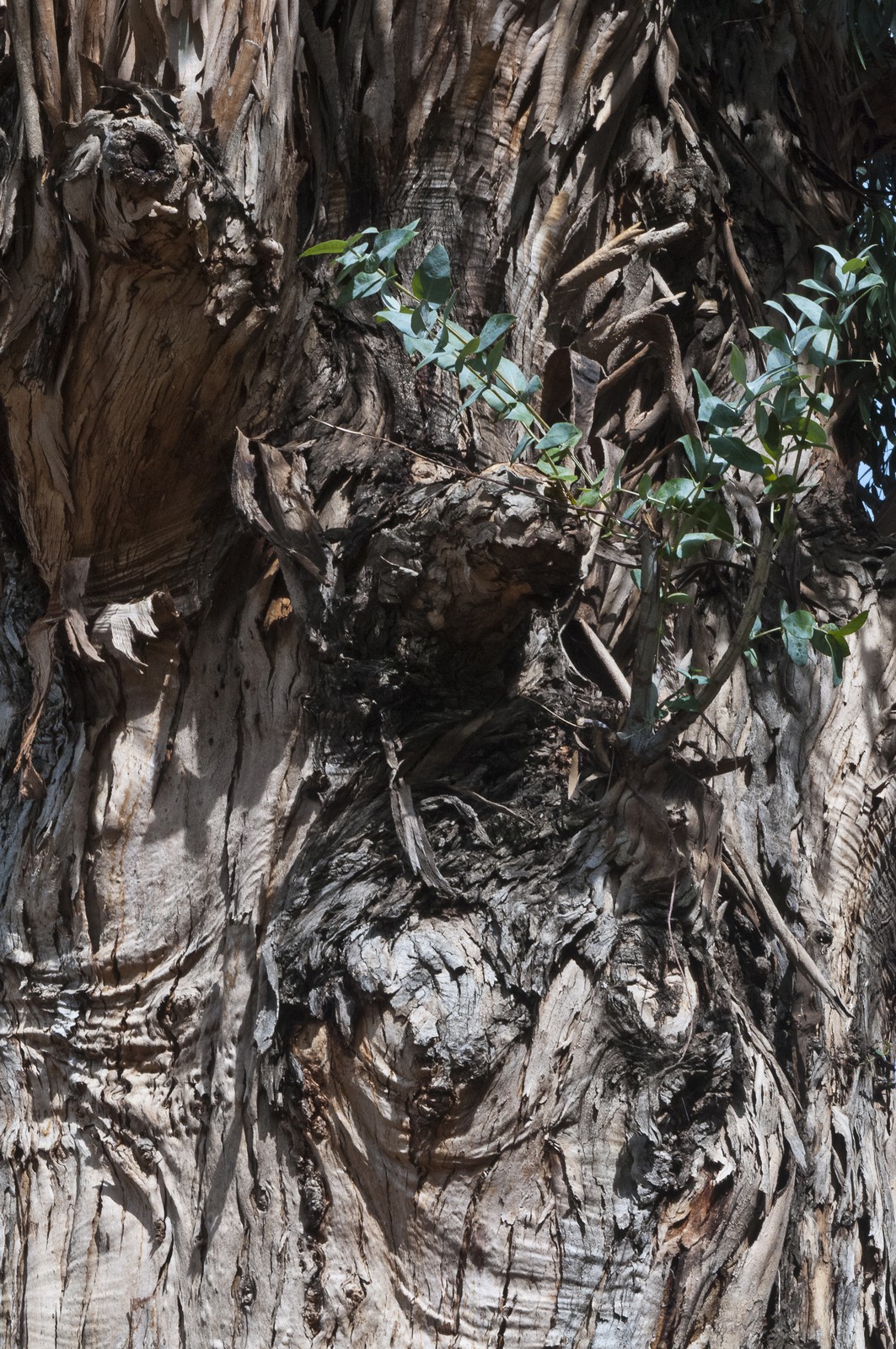 Eucalyptus Eucalyptus