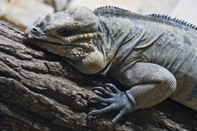 Iguane