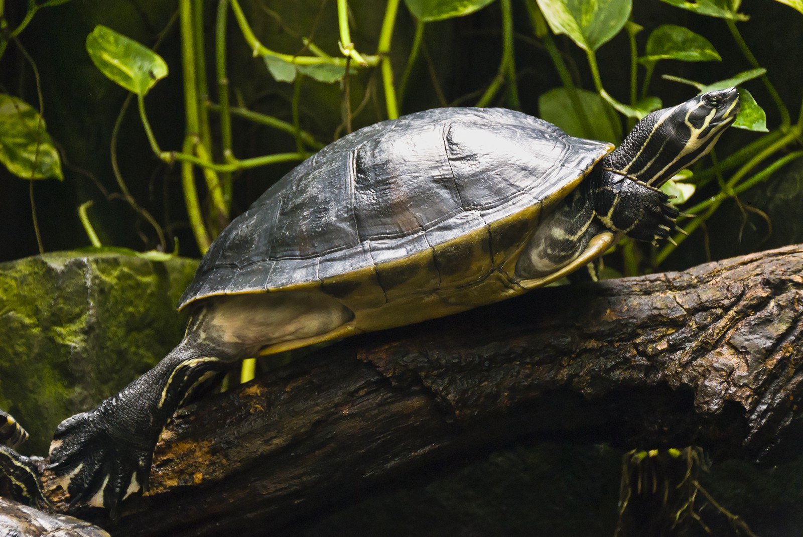 Tortue