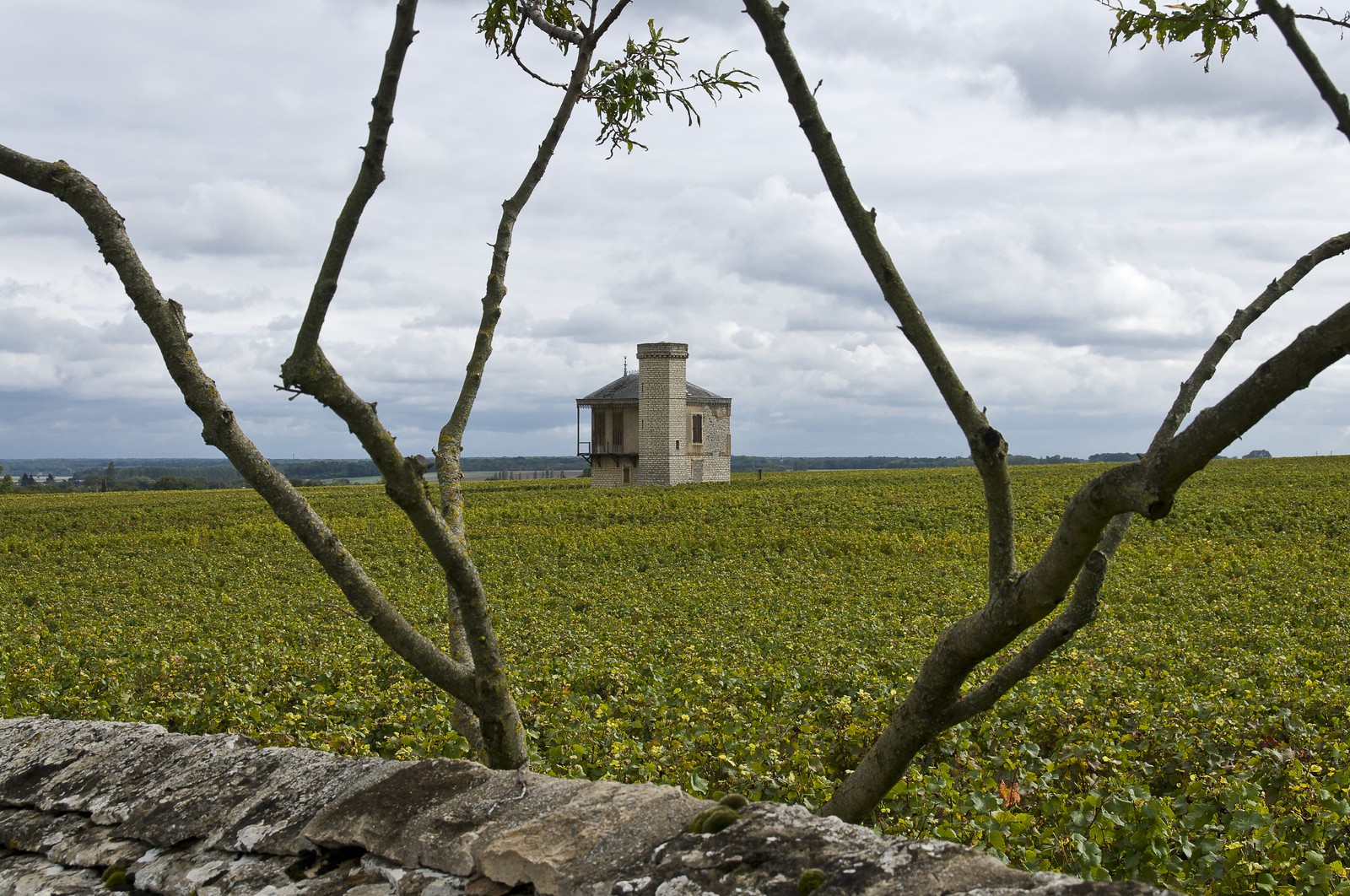 Vignoble du Clos de Vougeot Vignoble du Clos de Vougeot