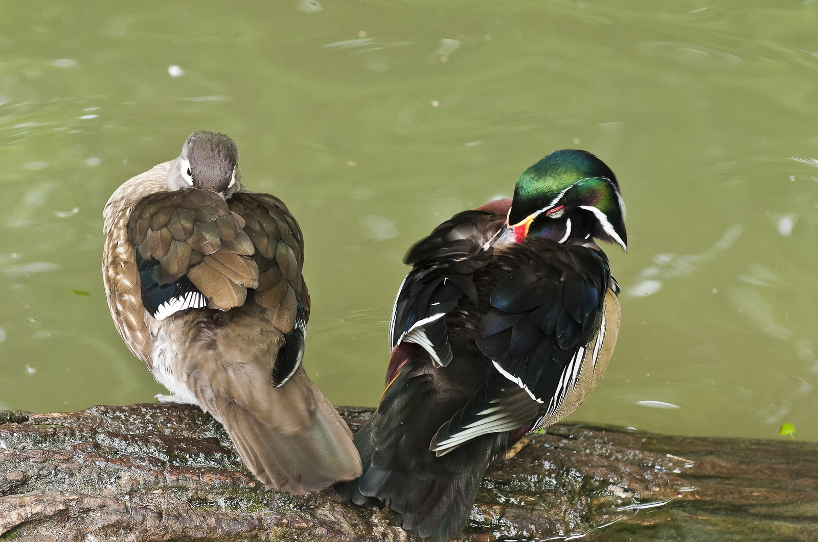 Canards