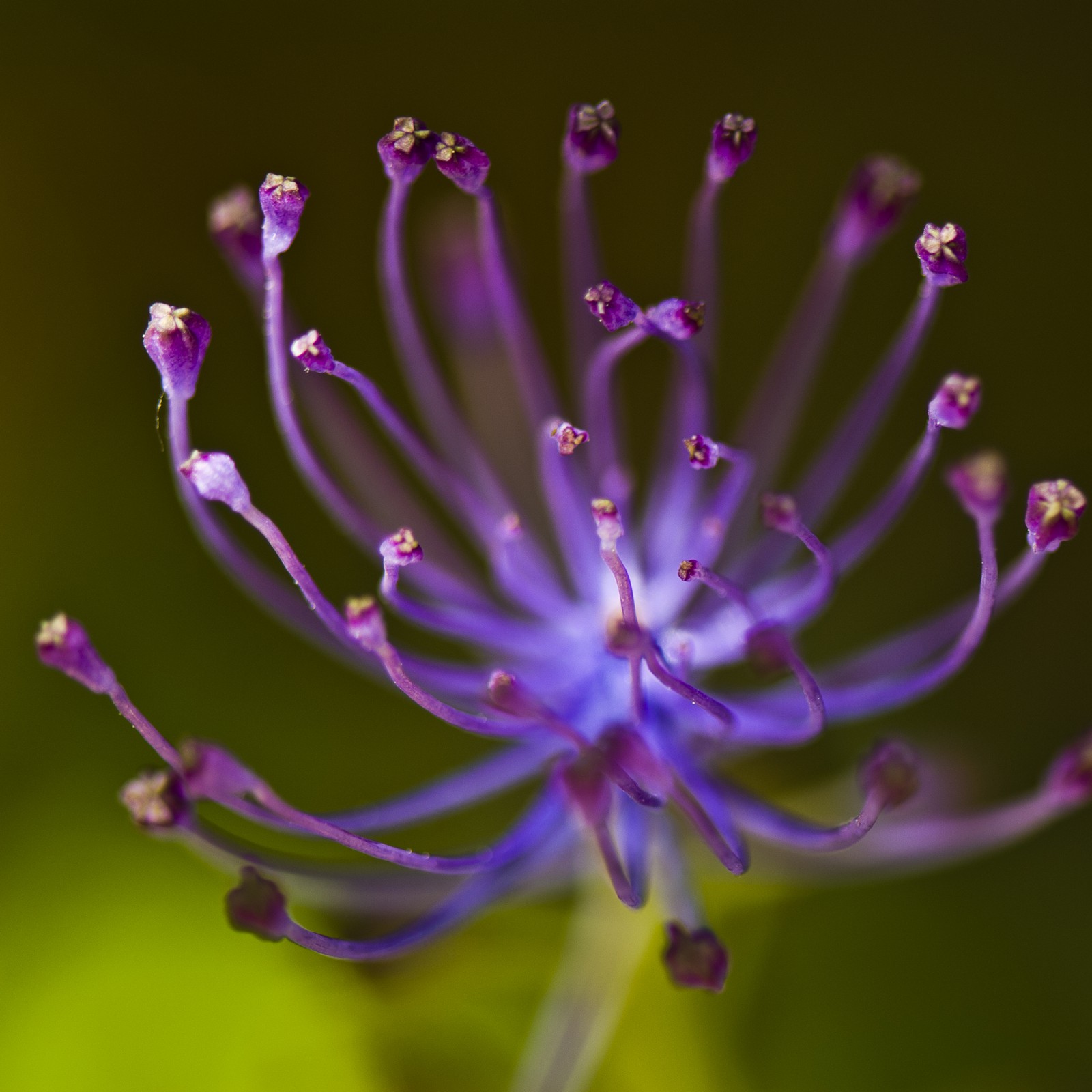 Fleur
